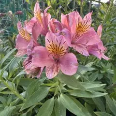 2025年最新】アルストロメリア球根の人気アイテム - メルカリ