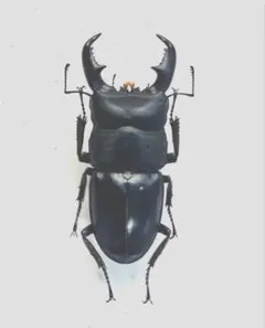 ブルーグリーン トルンカートゥスホソアカクワガタ標本 - メルカリ