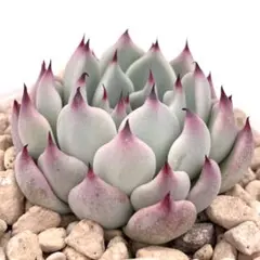 2026年最新】おらいさん苗 ミックスベリアの人気アイテム - メルカリ