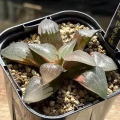 69b 多肉植物 ハオルチア 阿房宮Xコレクタ錦 自家繁殖 抜き苗発送