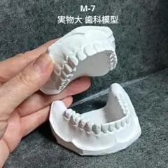 2026年最新】顎模型 舌の人気アイテム - メルカリ