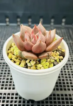 hikaru様 リクエスト 2点 まとめ商品