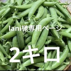 lani様専用ページ　スナップエンドウ　エンドウ　2キロ