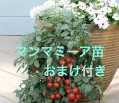 ようこ様 リクエスト 2点 まとめ商品