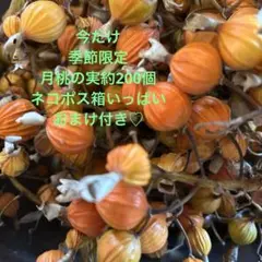 451＊月桃の実枝付き180個お茶コーヒーに沖縄南部産 オレンジと黄色おまけ付き