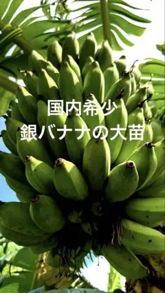 中苗65㎝◇幻の、ゴールデンブラジル.バナナ苗◇南米トップの高糖度