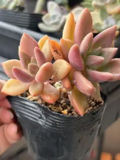 多肉植物 エケベリア 桃源郷　抜き苗のサムネイル