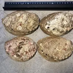 アワビ貝殻4杯　カービングや居酒屋盛り付け用に