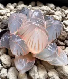 じ*む様 多肉植物　ハオルチア　霓虹燈オブツーサ錦　鮮明錦　糊斑