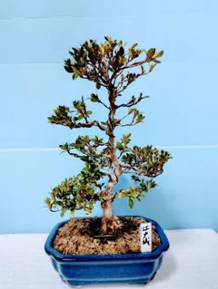 2026年最新】皐月 盆栽の人気アイテム - メルカリ