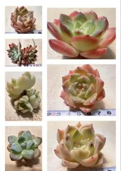 ミ*マ様 7苗セット　お試しセット　エケベリア　多肉植物　撮影2月14日