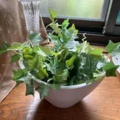 光の楽園　光触媒　アイビー　フェイクグリーン　観葉植物のサムネイル