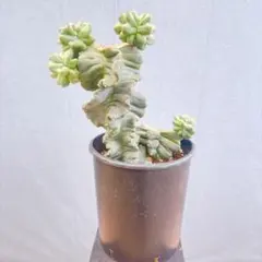 現品　セレウス　スピラリス　サボテン　ブランチ26番　渦巻き　多肉植物　観葉植物 現品 セレウス スピラリス サボテン ブランチ26番 渦巻き 多肉植物