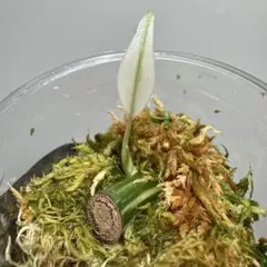 Z10Z3 新ママ様 リクエスト 2点 まとめ商品