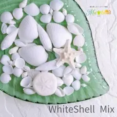 貝殻　シェルパーツ　白い貝殻　ハンドメイド　結婚式　夏　海　デコパーツ　自由研究
