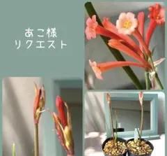 あこ様　リクエスト　おまとめ3点