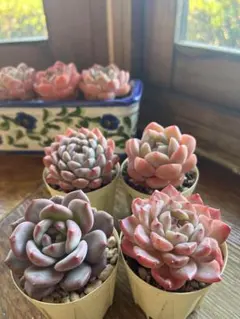 2025年最新】アリエル 多肉の人気アイテム - メルカリ