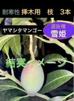 果樹大好きです　⑨ヤマシタマンゴー 選抜雪姫 耐寒フルーツ 耐寒性マンゴーの枝 3本【雪姫】 - メルカリ