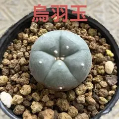 2025年最新】ロフォフォラ 銀冠玉の人気アイテム - メルカリ