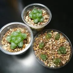 ハオルチア まとめ出品のサムネイル
