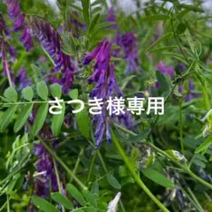 さつき様専用ページ