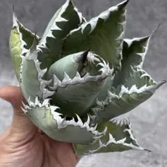 2025年最新】ライオンズメーンの人気アイテム - メルカリ