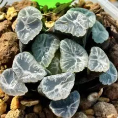 s*r様 実生万象　超美株　ハオルチア　観葉植物　20