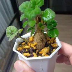 2026年最新】観葉植物 塊根植物・コーデックスの人気アイテム - メルカリ