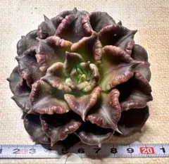 N*o様 F3101新入荷　ブラックマディバ　多肉植物　エケベリア　撮影2月8日