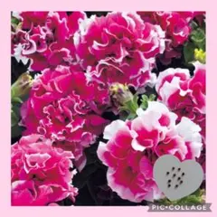 baba.fumi様 リクエスト 2点 まとめ商品