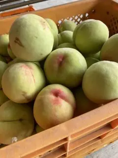 摘果桃　12kg（1kg4〜5個） 摘果桃 12kg（1kg4〜5個） - メルカリ