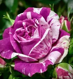 2025年最新】センテッドジュエルの人気アイテム - メルカリ