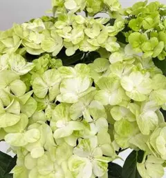 アルパカさん様 リクエスト 2点 まとめ商品