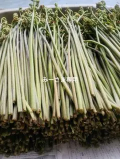 みーさま専用わらび