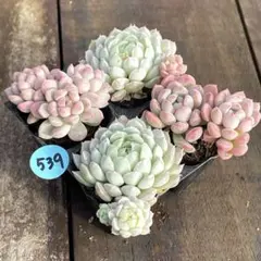 ぽこにゃんだにゃん様 リクエスト 2点 まとめ商品