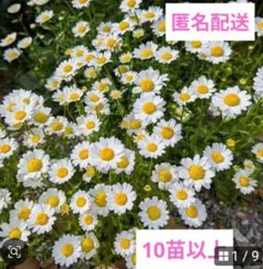 2026年最新】ノースポール苗の人気アイテム - メルカリ