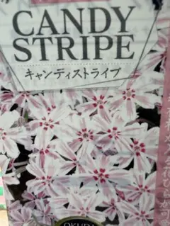 芝桜(キャンディストライプ)1苗のサムネイル