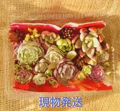 【多肉整理中】エケベリア多め カット苗 詰め合わせセット 寄せ植え 丈夫な品種
