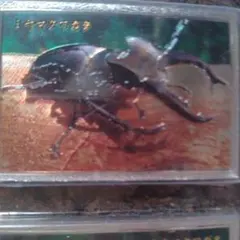 ミヤマクワガタ 昆虫マグネット 3枚セットのサムネイル