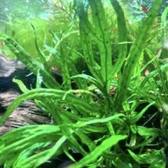 2025年最新】ミクロソリウムトライデントの人気アイテム - メルカリ