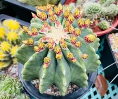 2026年最新】フェロカクタス 王冠竜の人気アイテム - メルカリ