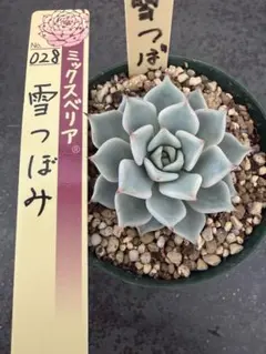 雪つぼみ　ミックスベリア　おらいさん苗　多肉植物