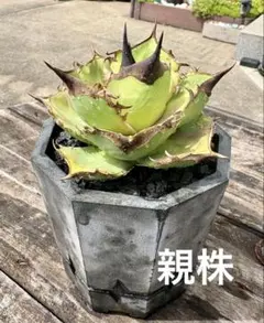 アガベ ネオメキシカーナ錦 サンスポット カキコ① 発根済み 鉢ごと
