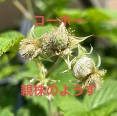 2026年最新】ラズベリー トゥラミーンの人気アイテム - メルカリ