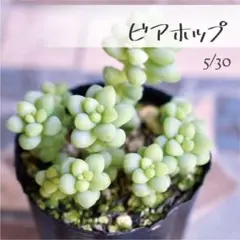 多肉植物【タイトゴメ】セダム ポットごと or 抜き苗 6㎝ポット - メルカリ