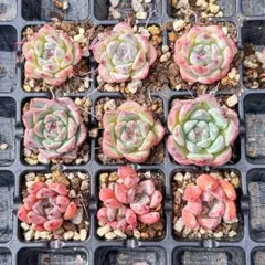 7*G様 多肉植物　エケベリア 9苗セット①