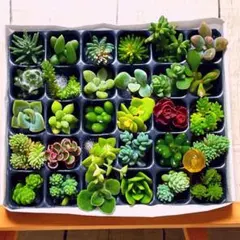 【PP30 G25Y黄ピック】多肉植物　ミニミニカット苗　30マスのサムネイル