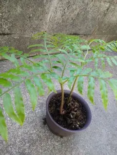 ちゃーりー様 リクエスト 2点 まとめ商品