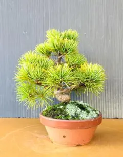 2025年最新】那須五葉松の人気アイテム - メルカリ