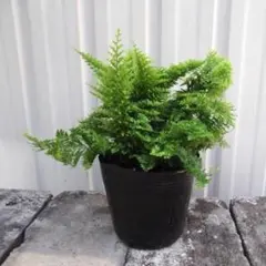 norainu様専用　ソフォラ・プロストラータ３号＆ネフロレピス・スコッチー３号